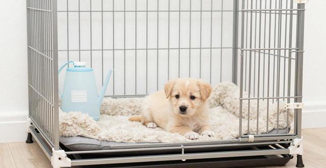 一个月小狗要不要关笼子 新手养狗笼子布置攻略