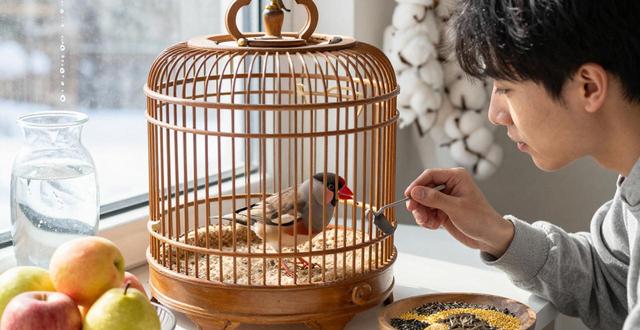 蜡嘴鸟怎么养_养蜡嘴鸟用什么笼子_蜡嘴鸟可以养吗违法吗