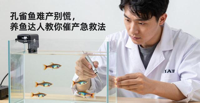 孔雀鱼难产怎么办_孔雀办难产鱼怎么办_孔雀鱼难产是什么样子