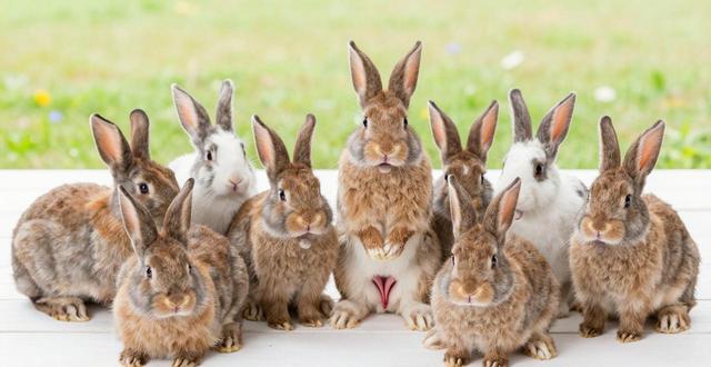 新手必看！公兔子母兔子怎么辨别？教你一招准确区分