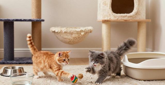 小猫打架要管吗_猫咪打架要去阻止吗_两只小猫打架怎么办