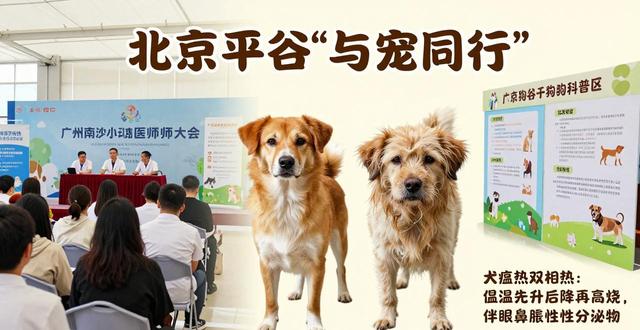 狗发烧打针用什么药_狗狗发烧打了针多久能退下去_狗狗发烧打什么针