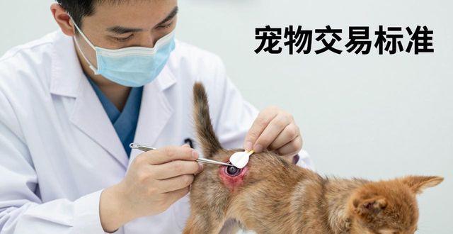 小鹿犬断尾全攻略：最佳时机与两种安全操作法