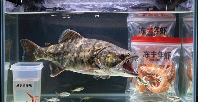 恐龙鱼怎么养_养恐龙鱼风水好吗_养恐龙鱼要注意什么