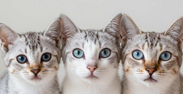 猫多大看得见_怎么看猫多大了_看猫几岁